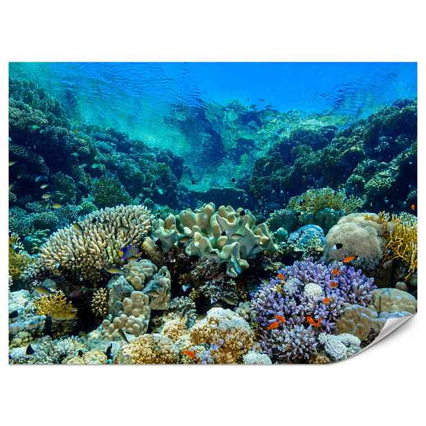 Muralo FOTOTAPETA Podmořský Svět Korálový Útes Barevné Ryby Moře Příroda 200x140