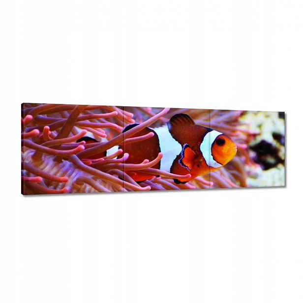 Obrazy 120x40 Oranžová rybka Rafa