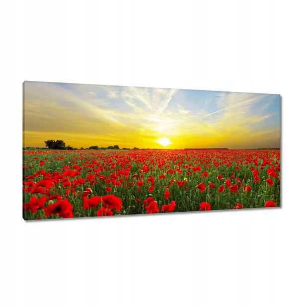 Obrazy 115x55 Pole máků se západem
