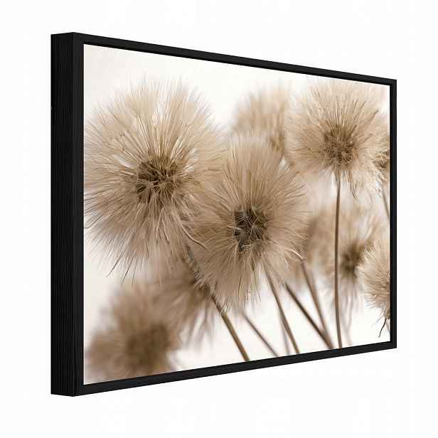Wallarena ZARÁMOVANÉ obrazy květy pampelišky béžové 60x40 cm