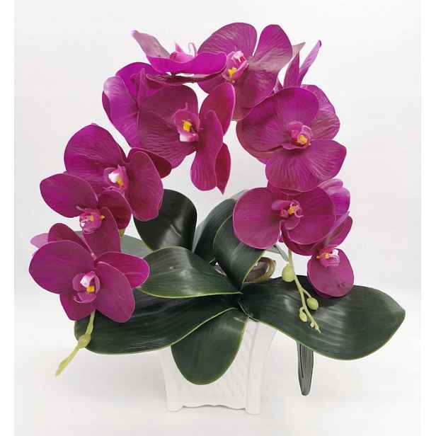 Orchidej gumový Orchidej