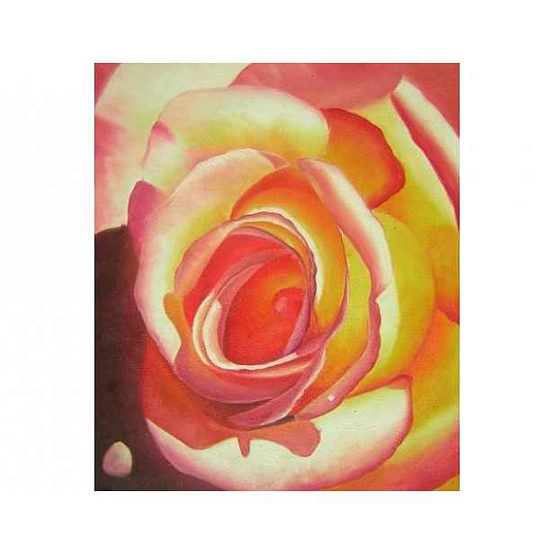 Obraz - Čajová růže