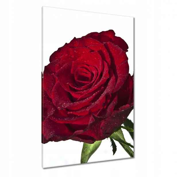 Obrazy 80x120 Červená růže na bílém