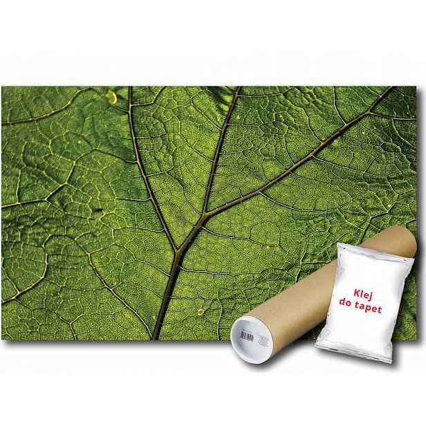 Vinylová fototapeta List Makro Příroda 152x104