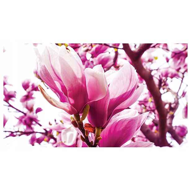 Vliesová fototapeta Magnolie růžová elegance na zeď 200x140 lepidlo