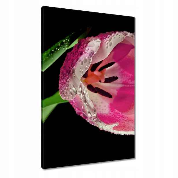 Obrazy 60x90 Růžový tulipán