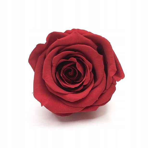Stabilizovaná růže, věčná červená růže 6 Ks. roz.XL flower box