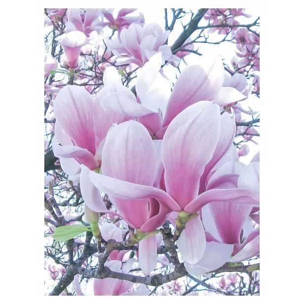 Fototapeta Magnolie růžové květy vinyl 184x254 Pastelová elegance lepidlo