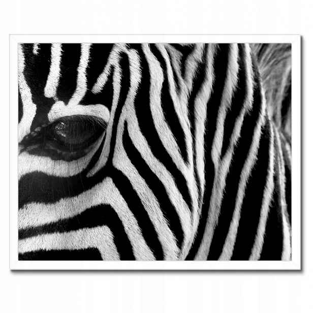 Plakáty v rámu 50x40 Černobílé pruhy Zebra