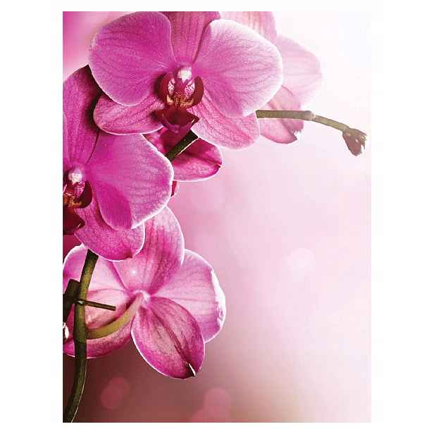 Fototapeta Růžové orchideje Elegance Makro vinylová 184x254 lepidlo