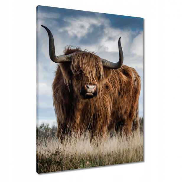 Obrazy 60x80 Skotská kráva, vysočina, roh