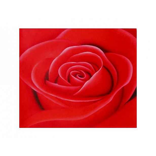 Obraz - Květ růže