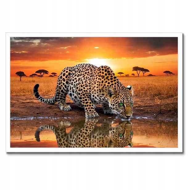 Plakát v bílém rámu 60x40 Na Zeď Gepard Tygr Jaguar