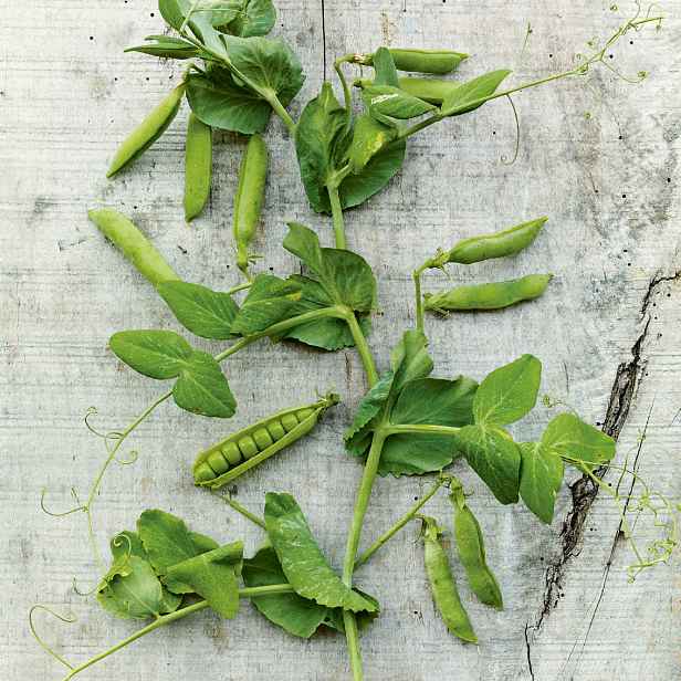 Culina Botanica Hrách dřeňový Zázrak z Kelvedonu
