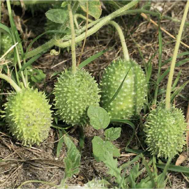 Culina Botanica Okurka Anguria