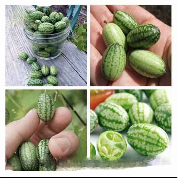 Culina Botanica Okurka Miniokurčička mexická / Kukameloun