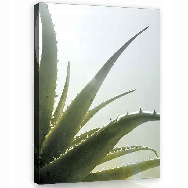 Obraz 100x75 Aloe rostlina příroda přiblížení zeleň bílá světlo stín