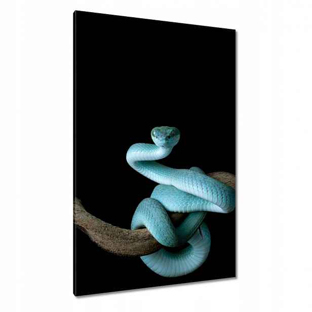 Obrazy 80x120 Modrý viper snake
