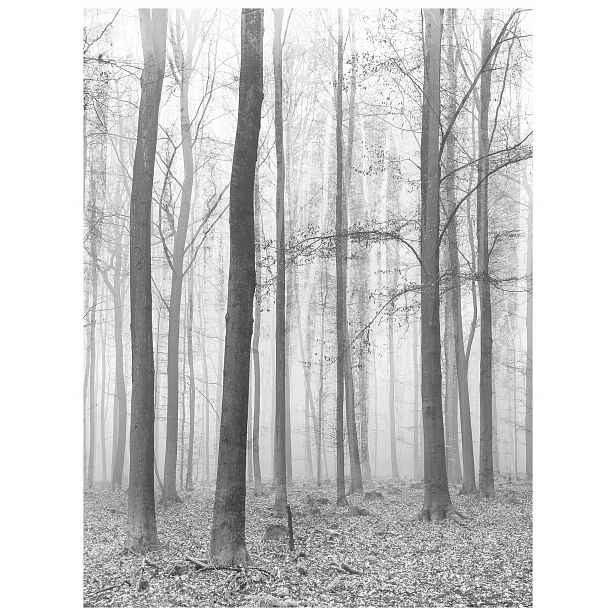 Vliesová fototapeta Šedý les v mlze Stromy Minimalismus 184x254 lepidlo