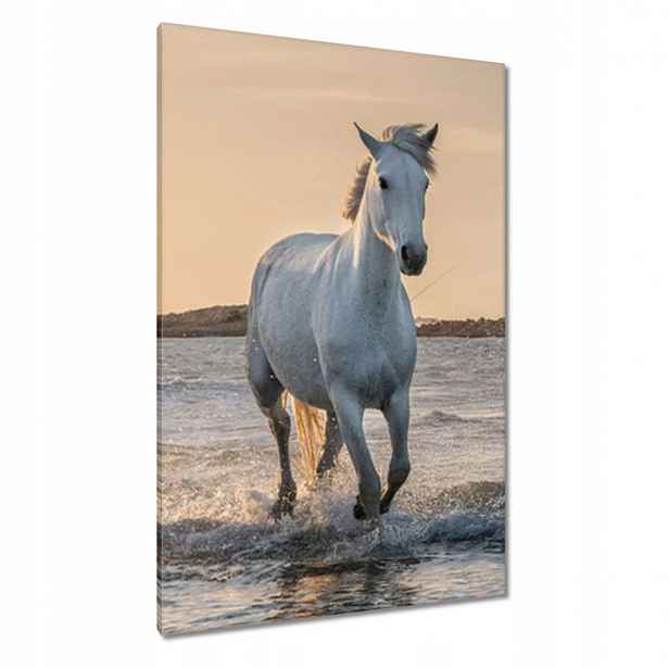 Obrazy 80x120 Divoký kůň