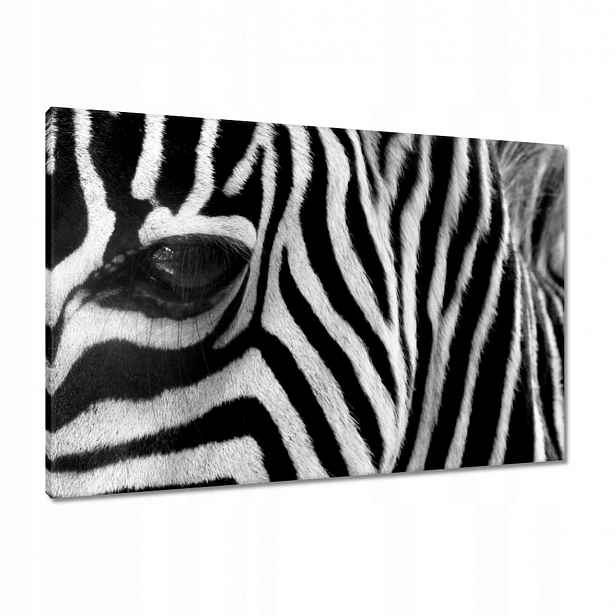 Obrazy 90x60 Černobílé pruhy Zebra