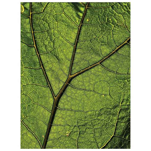 Vliesová fototapeta Zelený Makro list s Rosou Bokeh 206x275 lepidlo