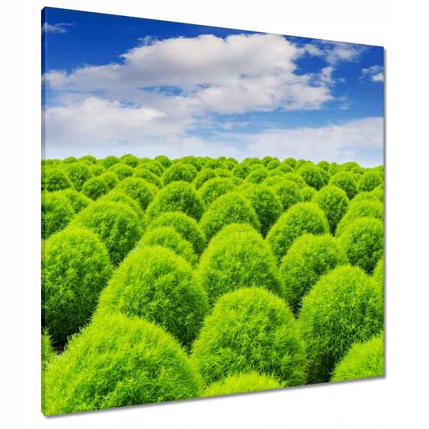 Obrazy 80x80 Zelený pohled Dolina