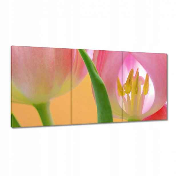 Obrazy 120x60 Růžové tulipány