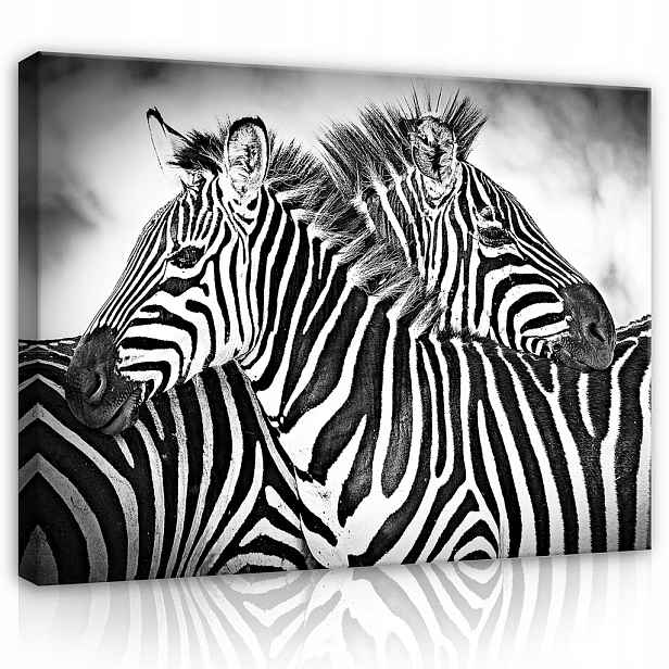 Obraz 100x75 Zebra africká savana divoká příroda černobílé pruhy