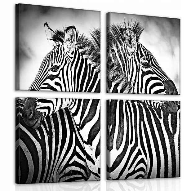 Obraz Na Plátně Plátno 50x50 Zvířata Zvířátka Zebra Pár B&w Příroda
