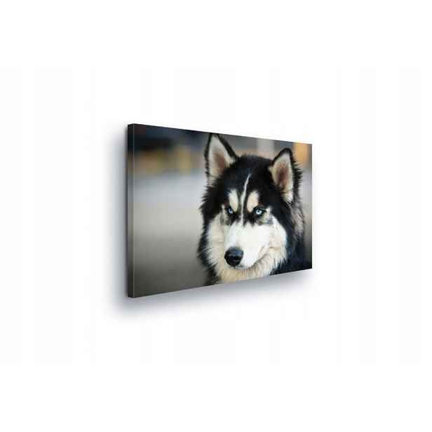 Obraz 100x75 Husky pes modré oči portrét zvířete divoká příroda