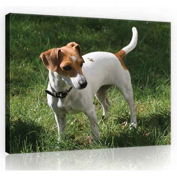 Obraz Na Plátně Plátno 70x50 Pes Jack Russell
