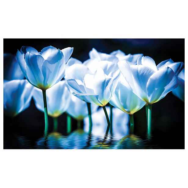 Fototapeta Tulipány bílá světle modrá harmonie elegance svěžest 200x140 lepidlo