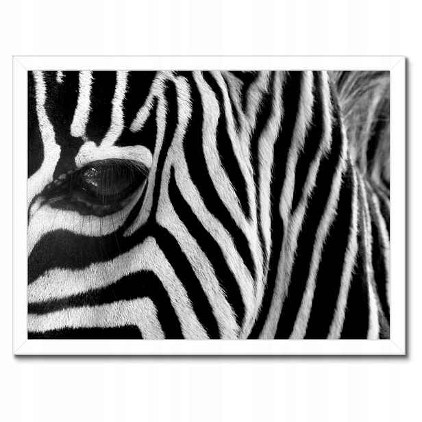 Plakáty v rámu 40x30 Černobílé pruhy Zebra