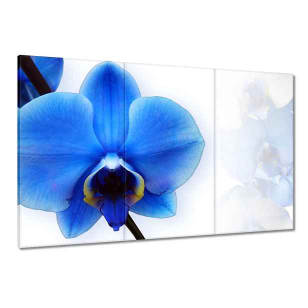 Obrazy 120x80 Modrý orchidej