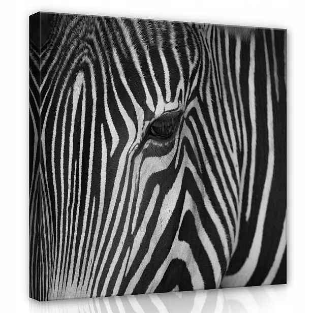 Obraz 80x80 Zebra pruhy černobílé kontrast oko divoká příroda zvířata