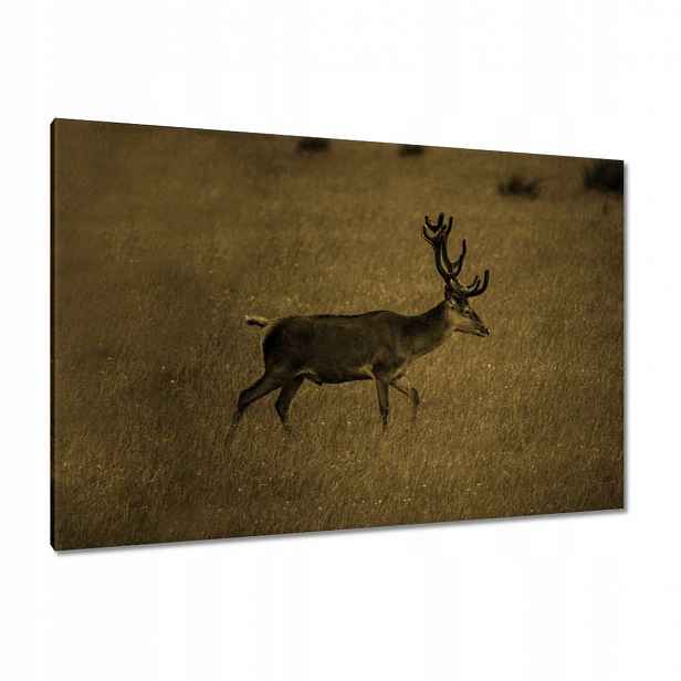 Obrazy 120x80 Jelen