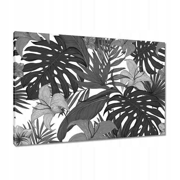 Obrazy 90x60 Černobílá monstera
