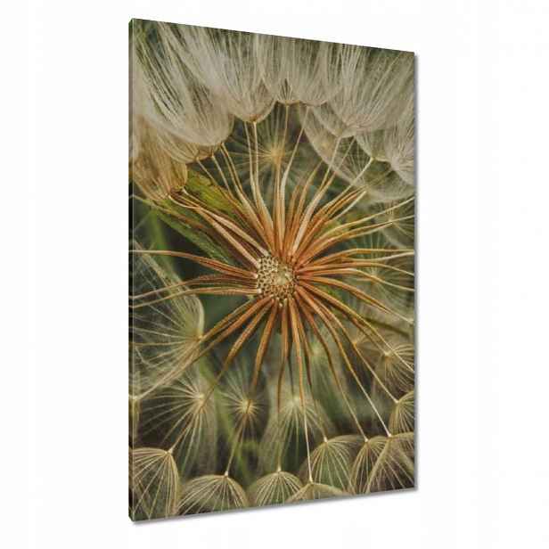 Obrazy 80x120 Pampeliška Květ Květiny