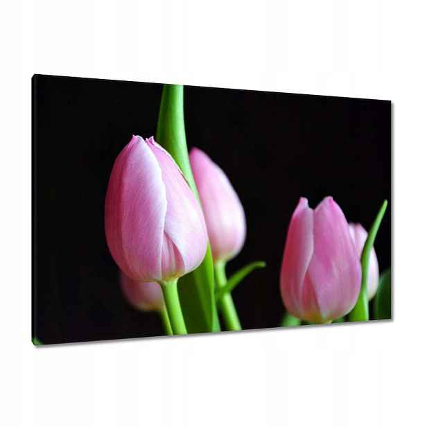 Obrazy 120x80 Fialové tulipány