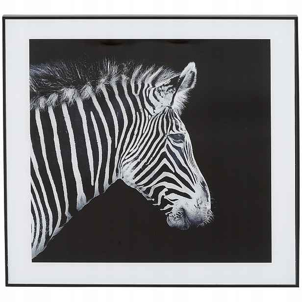 Moderní a designový obraz Černobílý 50 x 50 cm Černý rám Zebra