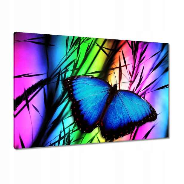 Obrazy 120x80 Modrý motýlek