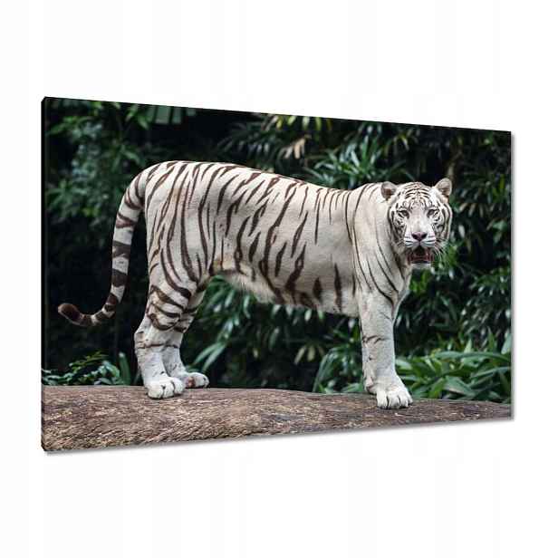 Obrazy 120x80 Bílý tygr Velký Kočka