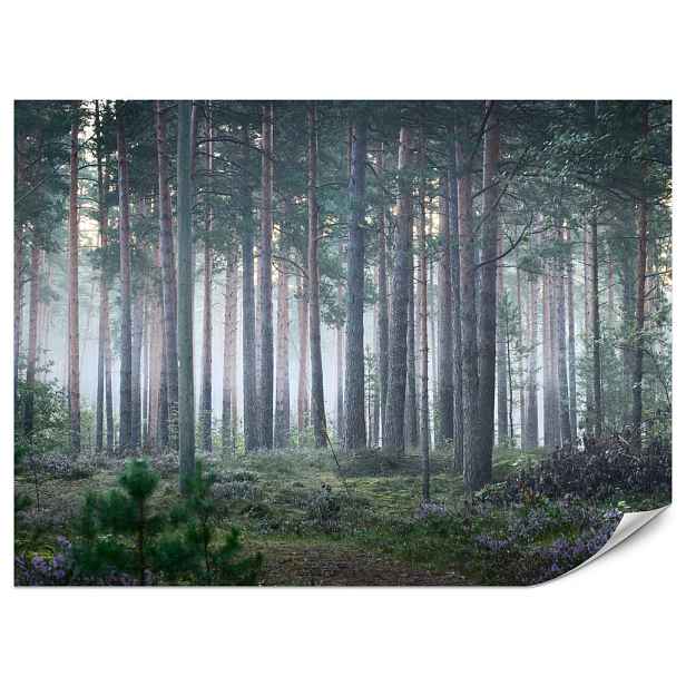 Muralo FOTOTAPETA do Obývacího Pokoje Mlžný Les se Stromy Mech Zelená 350x256