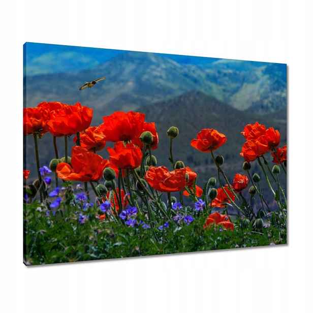 Obrazy 80x60 Červené máky Květiny
