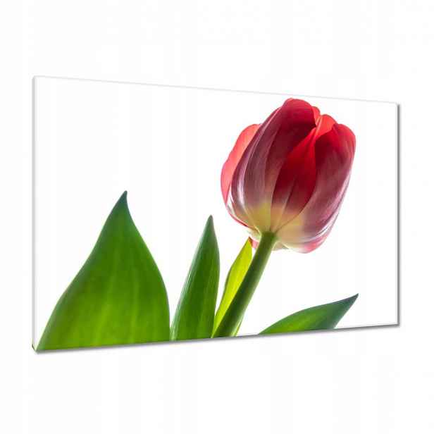 Obrazy 120x80 Červený tulipán Květina