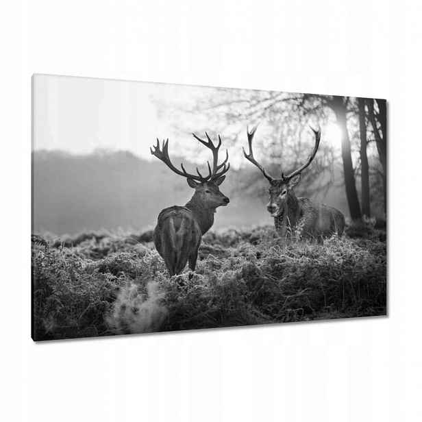 Obrazy 120x80 Černobílí jeleni