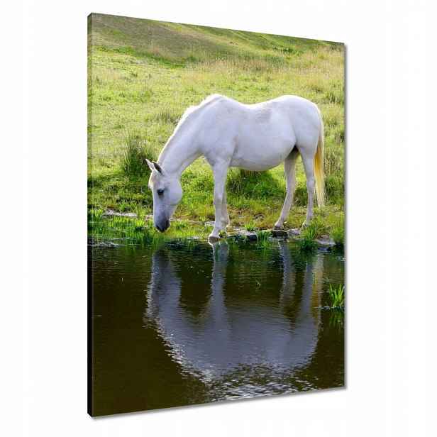 Obrazy 60x80 Bílý kůň