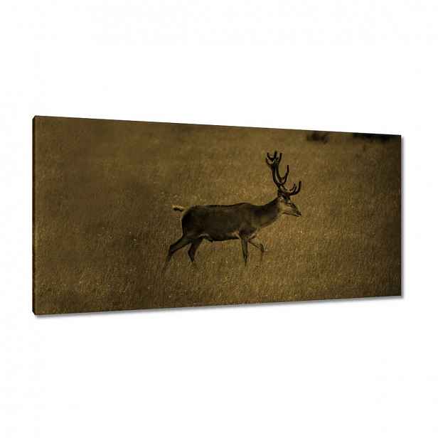 Obrazy 115x55 Jelen