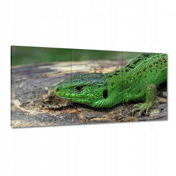 Obrazy 120x60 Zelená ještěrka